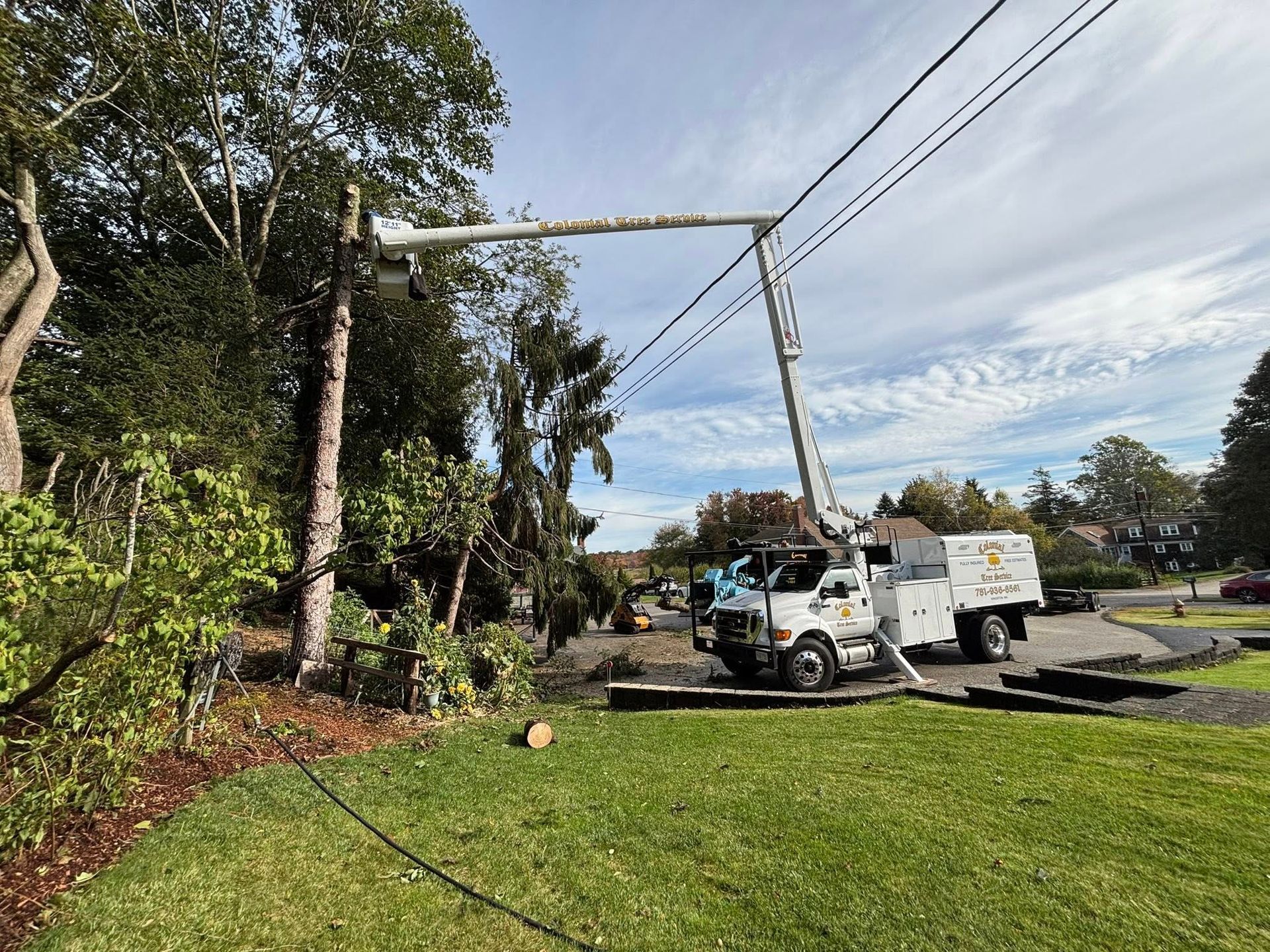 Colonial Tree Service removing a hazardous Ash tree in Duxbury, MA to protect property.