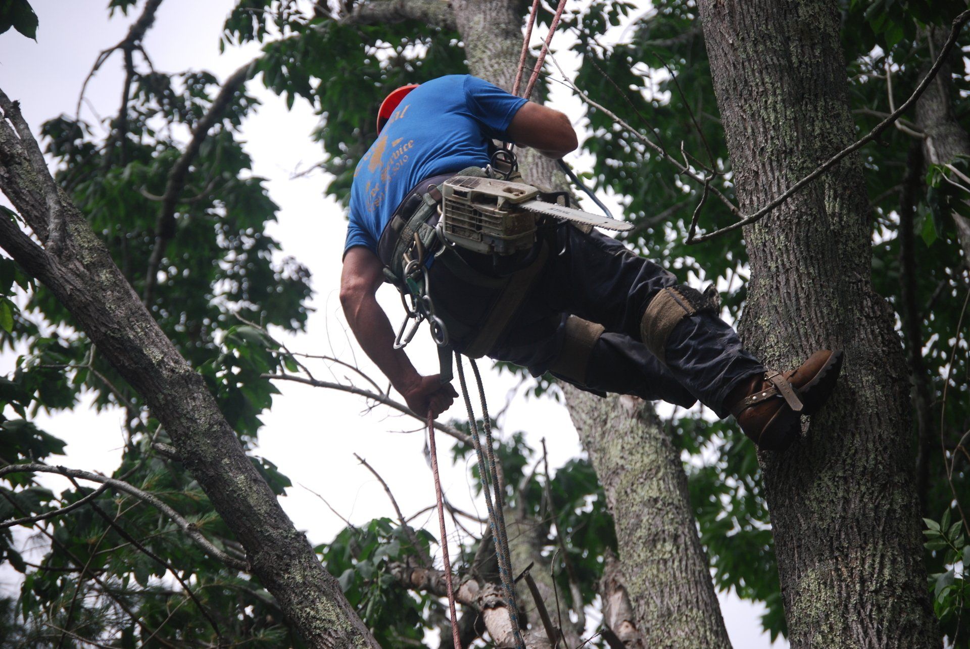 Colonial Tree Service