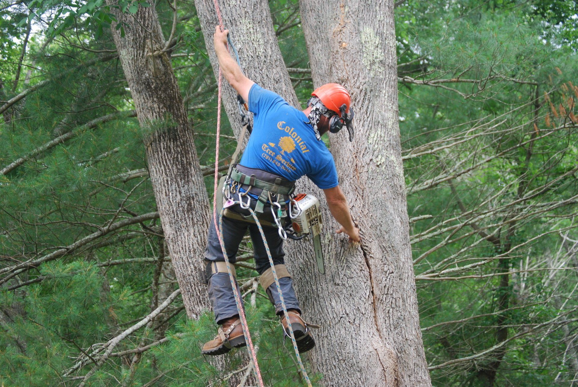Colonial Tree Service