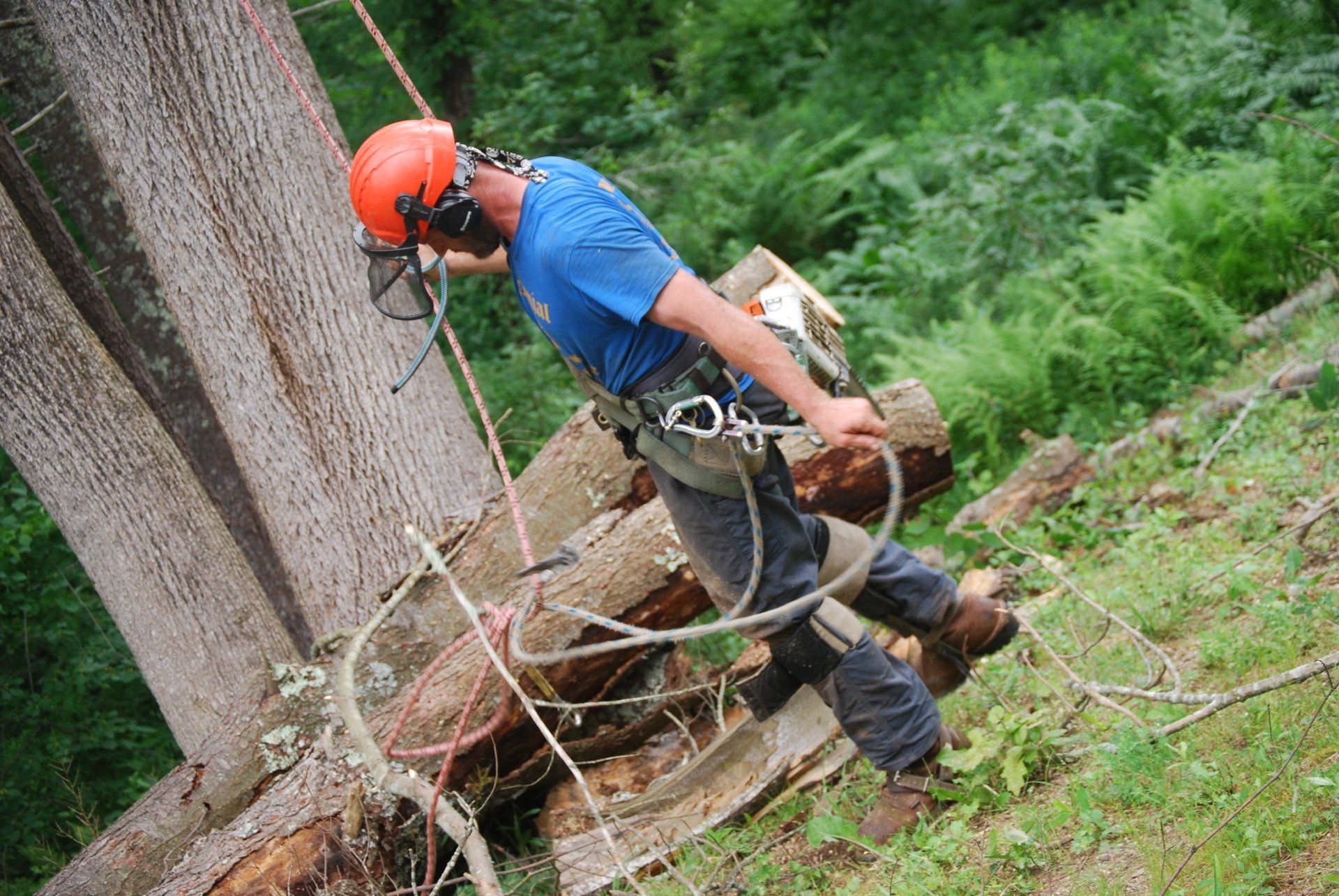 Colonial Tree Service