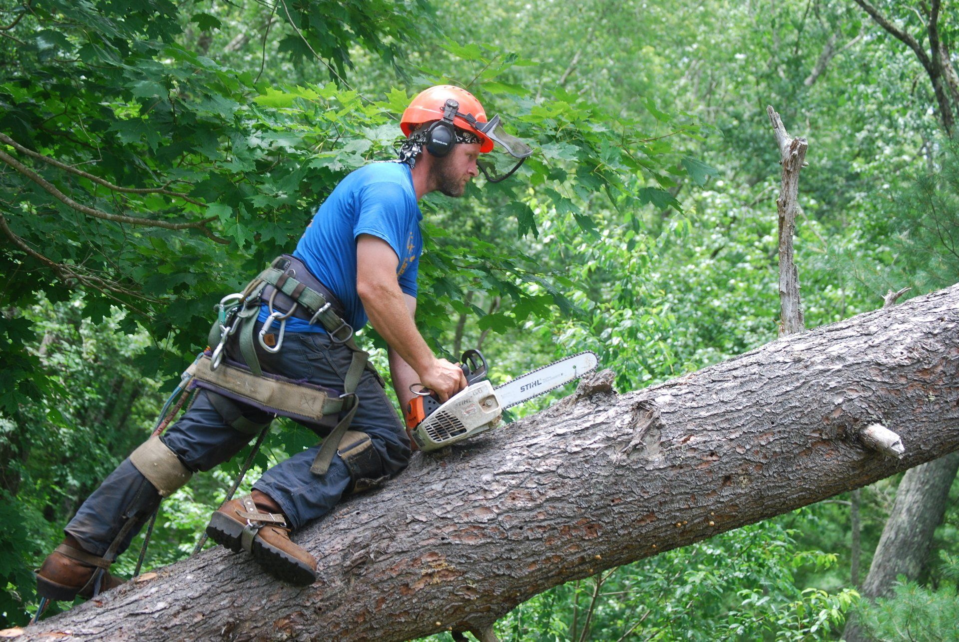 Colonial Tree Service