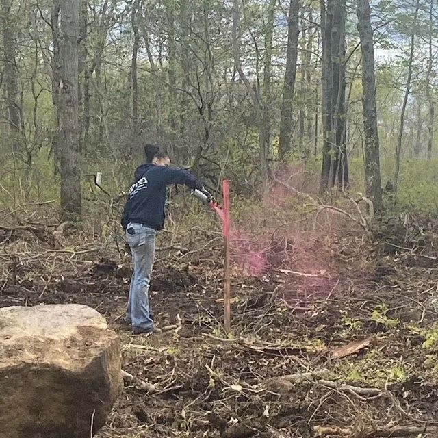 Person in a wooded area using a tool near a pink-marked stake, with brush and a large rock nearby.