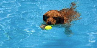 Dog playing in a pool