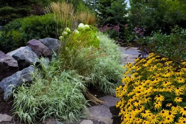 A garden bed with dark grey rocks, variegated foliage, tall grasses, and a large cluster of yellow black-eyed Susans.