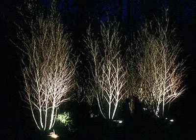 Three leafless, light-colored trees are illuminated from below against a dark night sky.