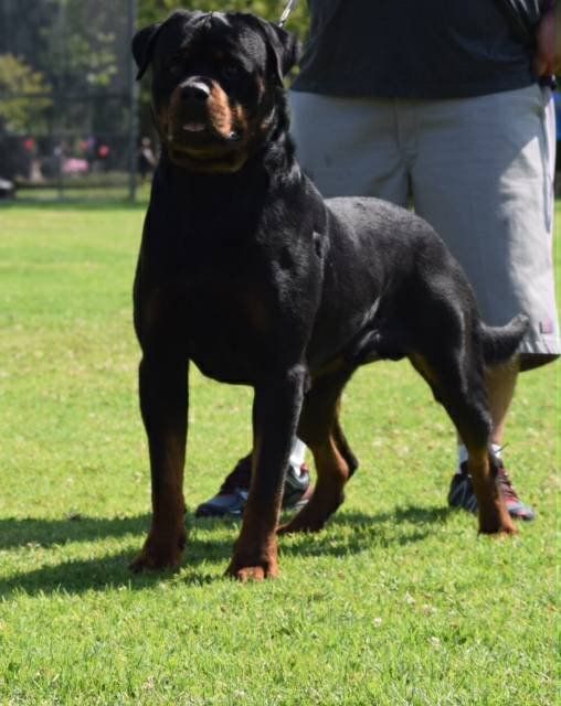 Kaiser Vom Hause dog