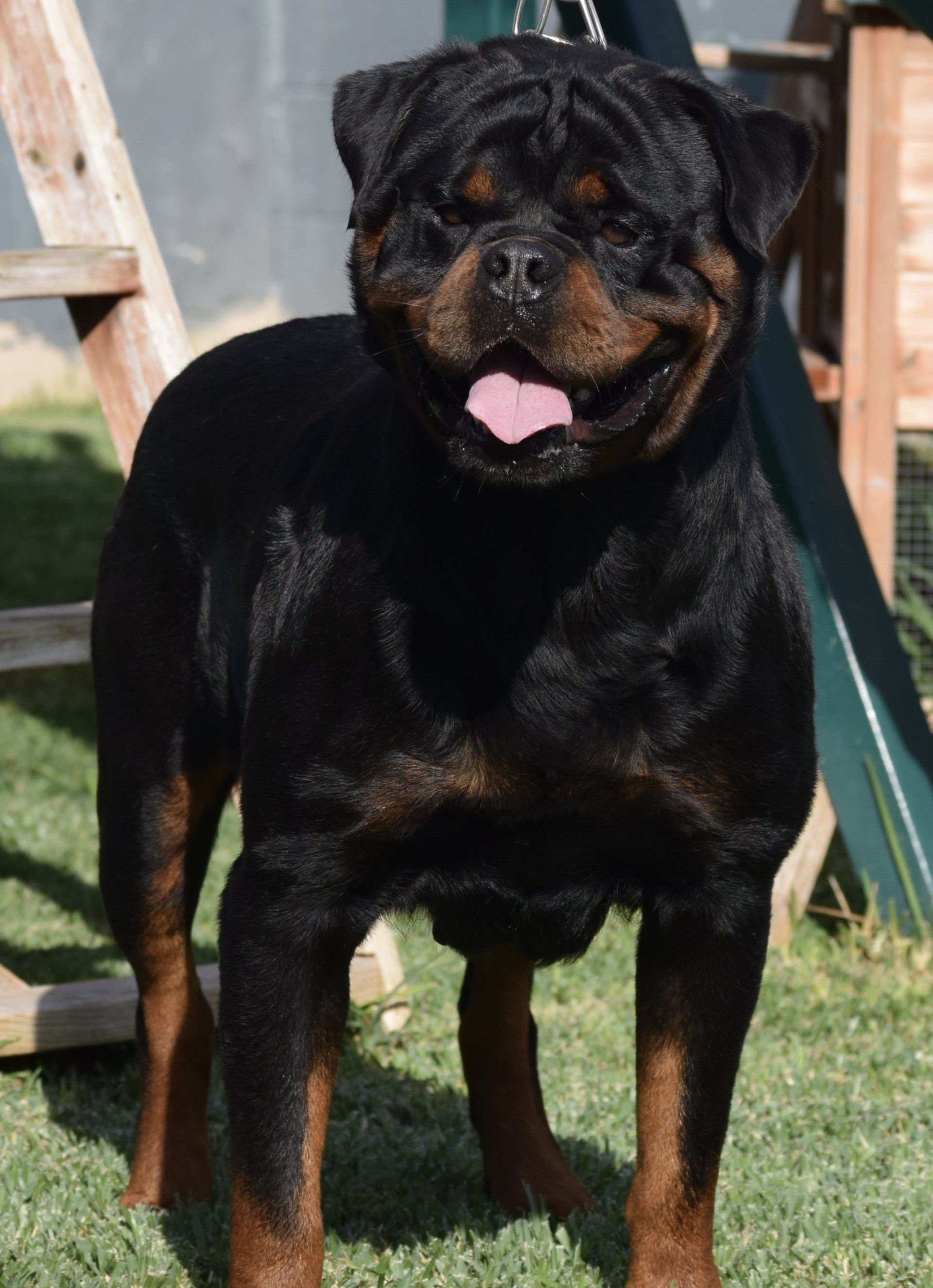 Kaiser Vom Hause dog