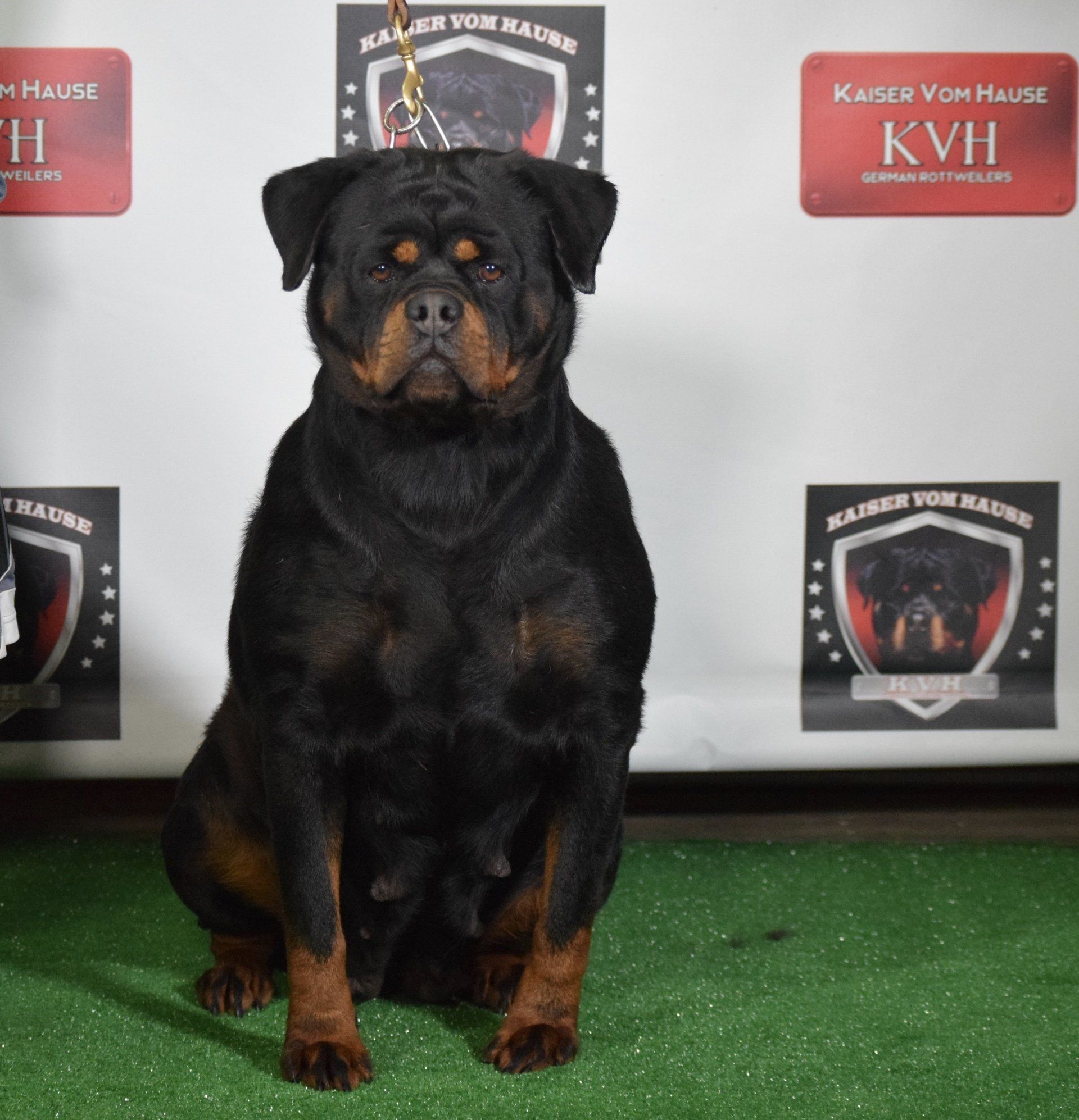 Kaiser Vom Hause dog