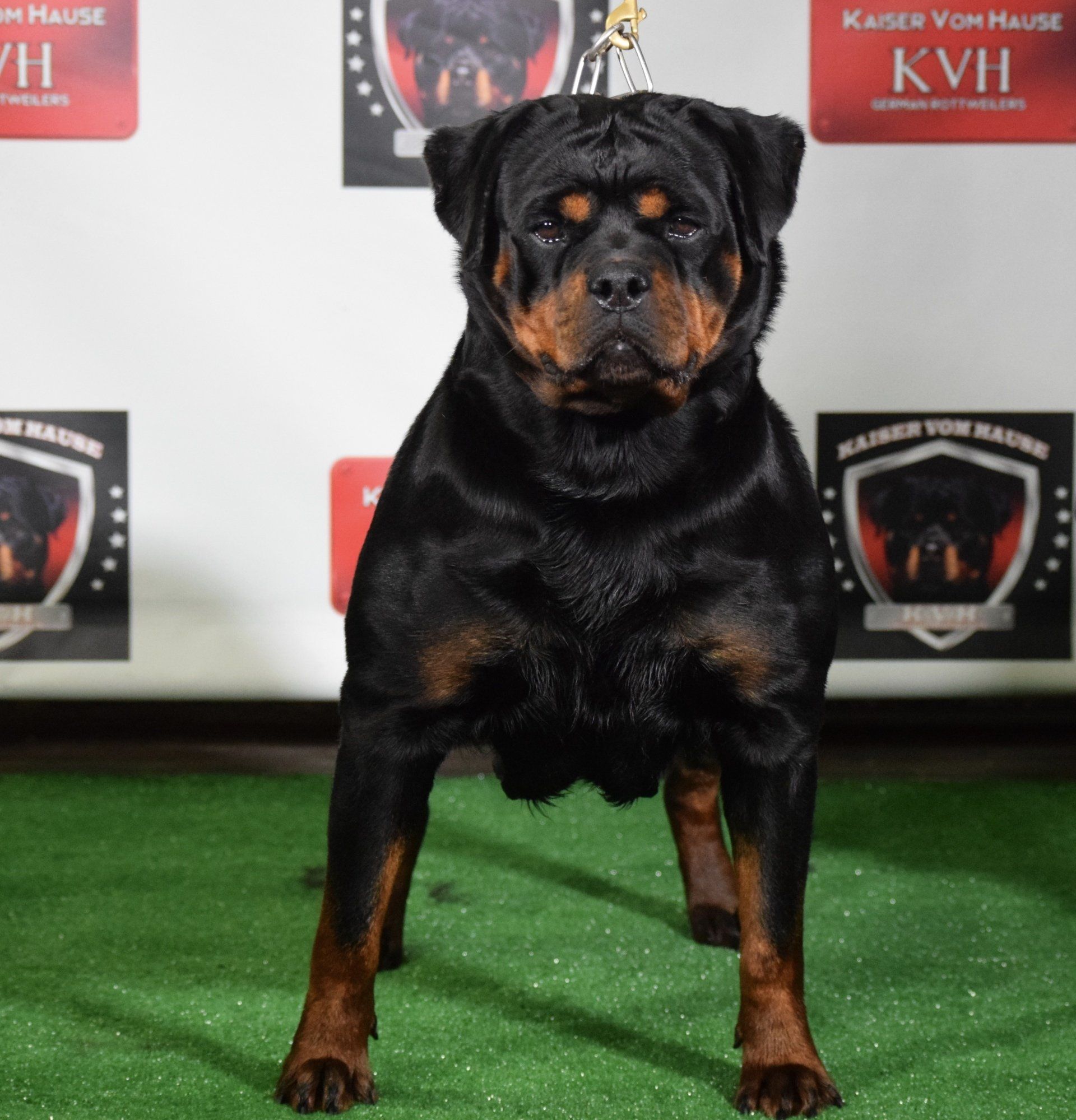 Kaiser Vom Hause dog