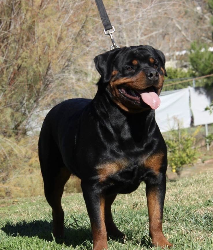 Kaiser Vom Hause dog