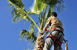 Tree Services Tree Pruning Port Saint Lucie Fl