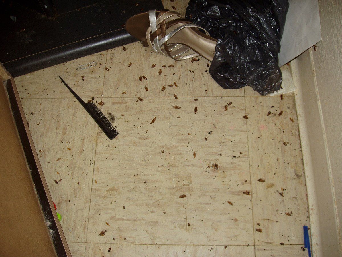 Floor with cockroaches
