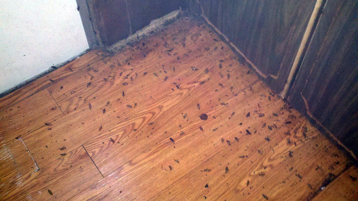 Floor with pests