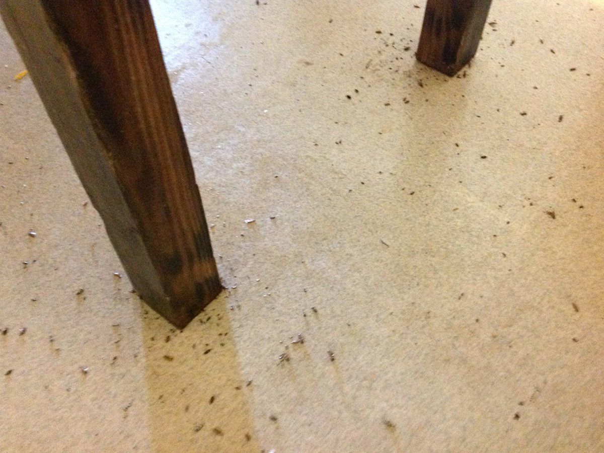 Floor with pests