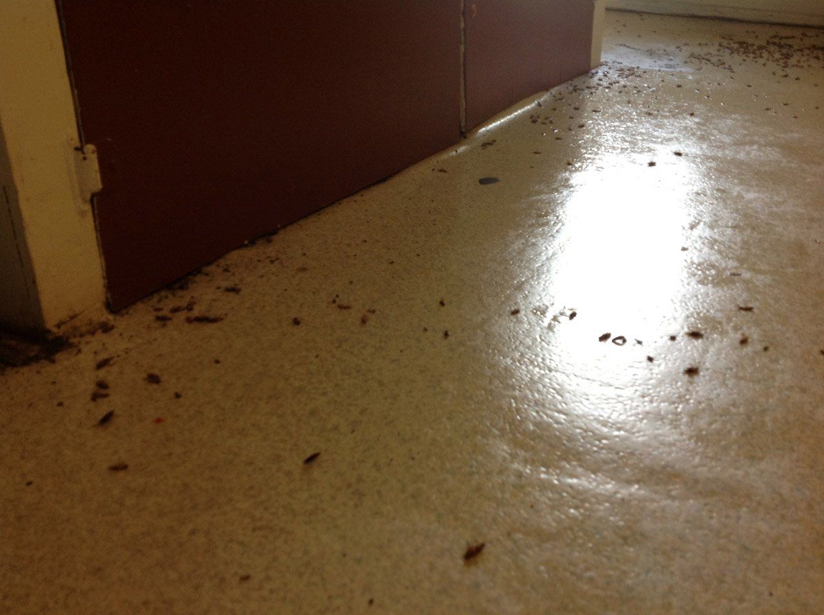 A room with a dirty floor and bugs