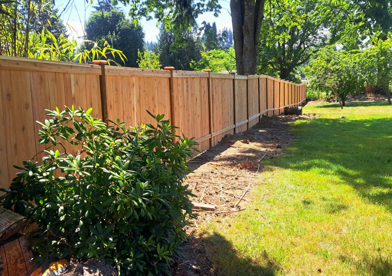 Wooden fence along a sunny backyard lawn with shrubs and trees