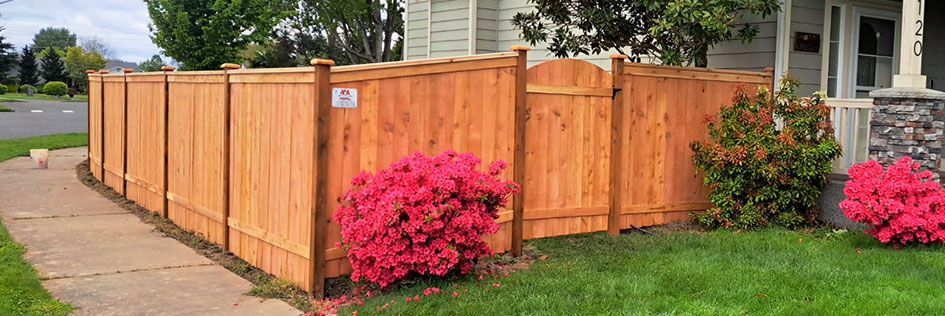 Wooden privacy fence around a yard beside a sidewalk, with bright pink flowering bushes and a house in back.