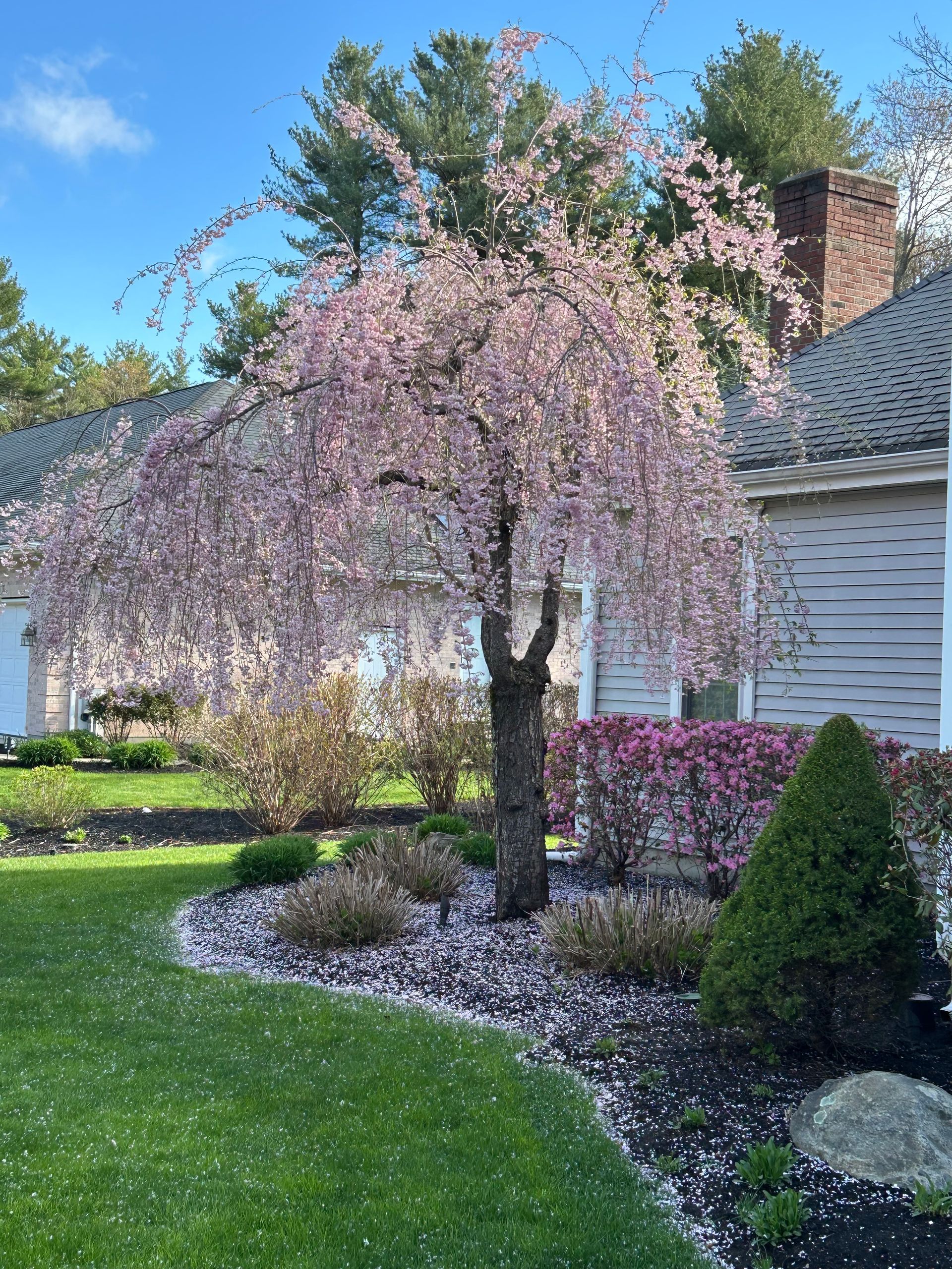 A weeping cherry blossom tree in front of a house