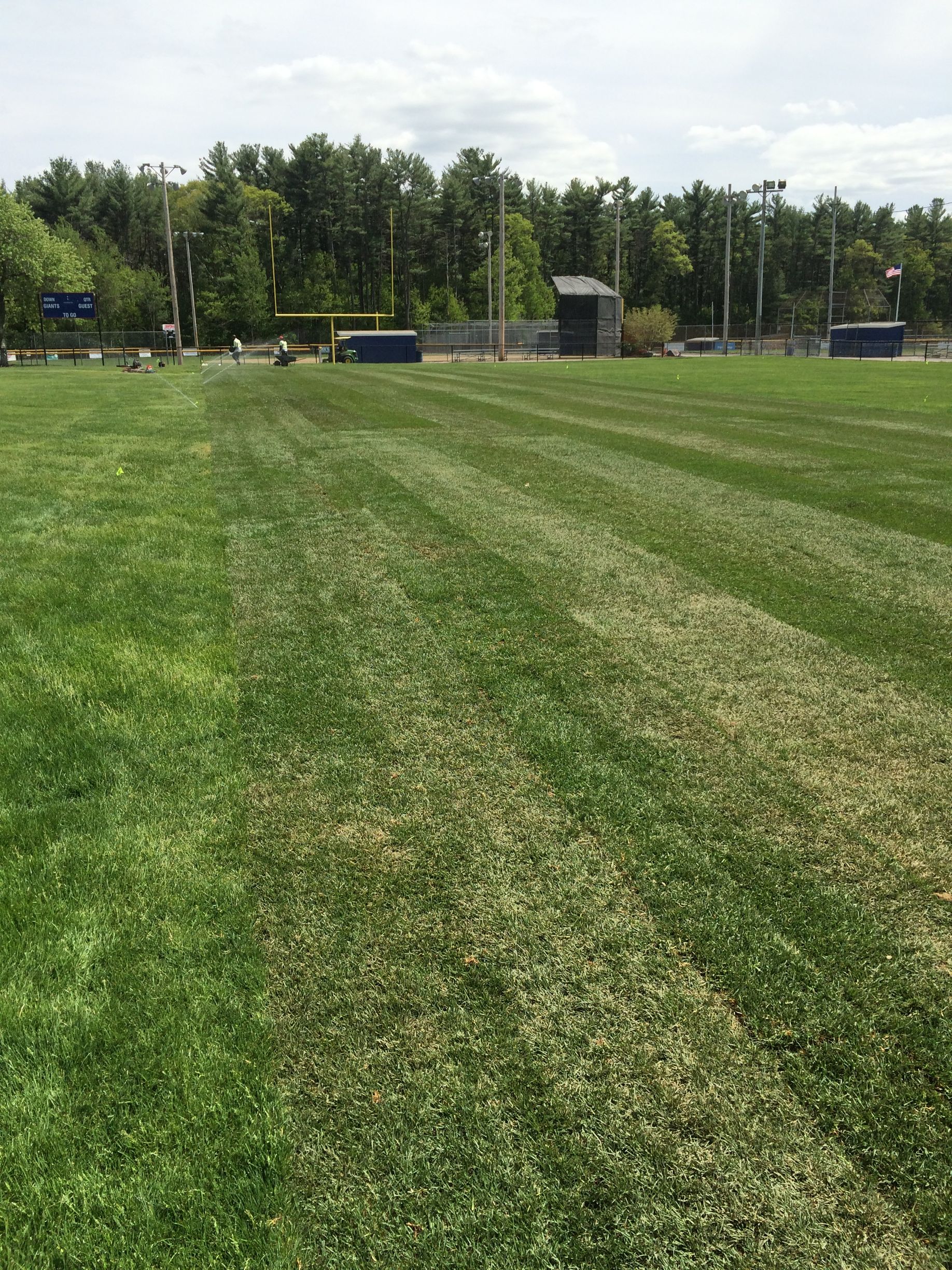 A lush green field of grass with trees in the background.