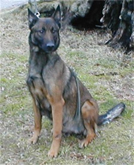 A brown and black dog is sitting in the grass