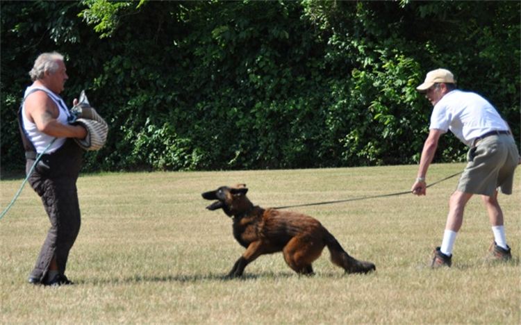 Two men are playing with a dog in a field