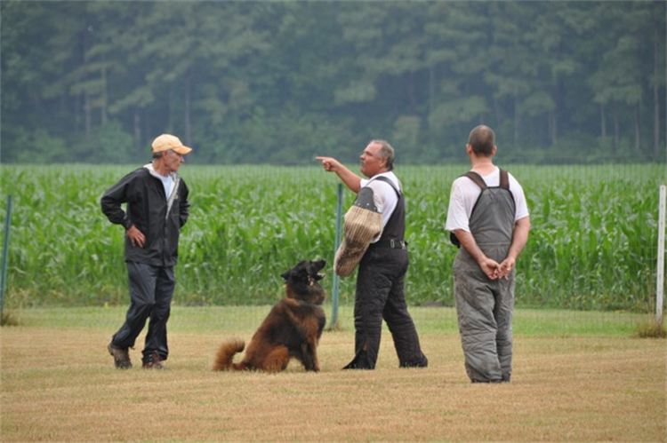 Three men and a dog are standing in a field.