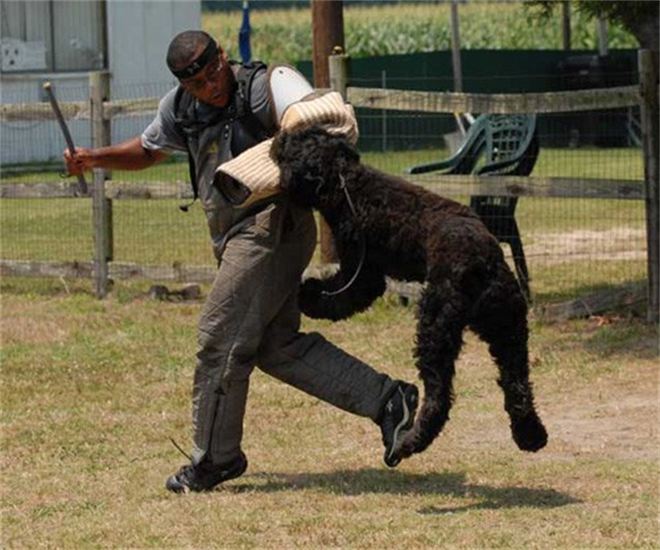 A man is being attacked by a large black dog