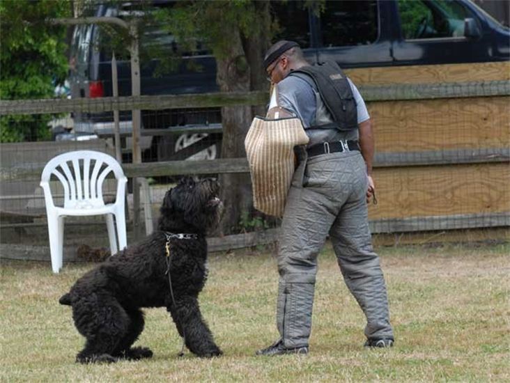 A man is playing with a black dog in a field.