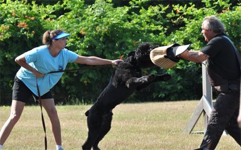 A man and a woman are playing with a dog in a field.