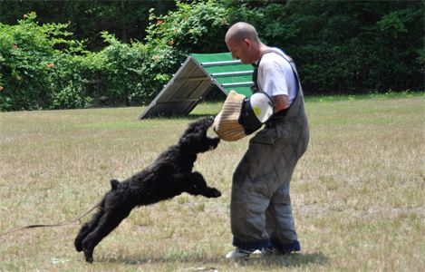 A man is playing with a black dog in a field