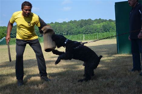 A man in a yellow shirt is playing with a dog