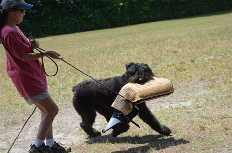 A woman is walking a black dog on a leash
