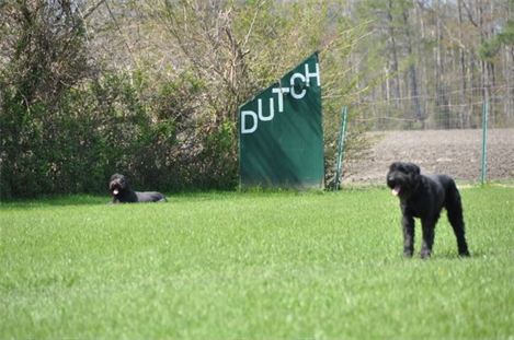 Two dogs are standing in a grassy field in front of a dutch sign.