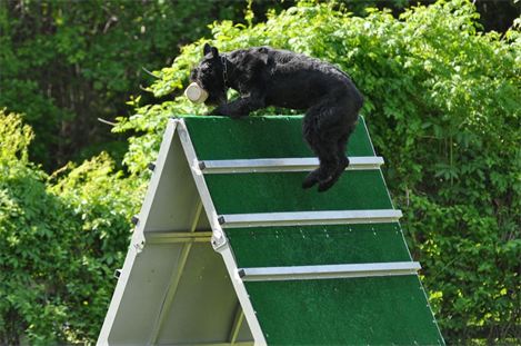 A black dog is jumping over a green agility course.