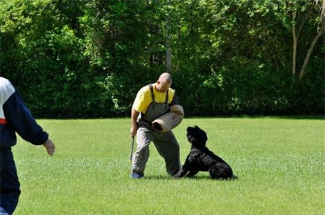 A man is playing with a black dog in a field.