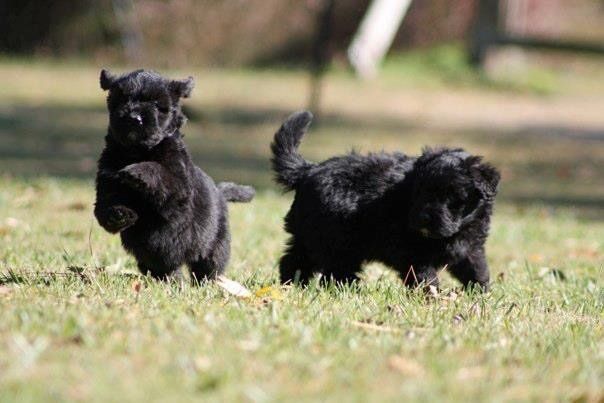Two black puppies are running in the grass.