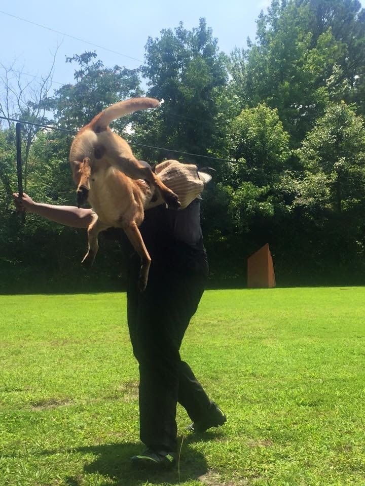 A person holding a dog on their back in a field