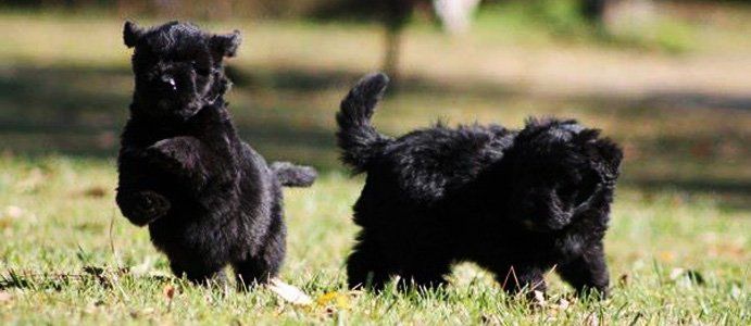 black-puppy-running-on-the-grass