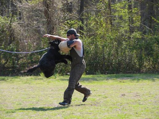 A man is playing with a dog in a field.
