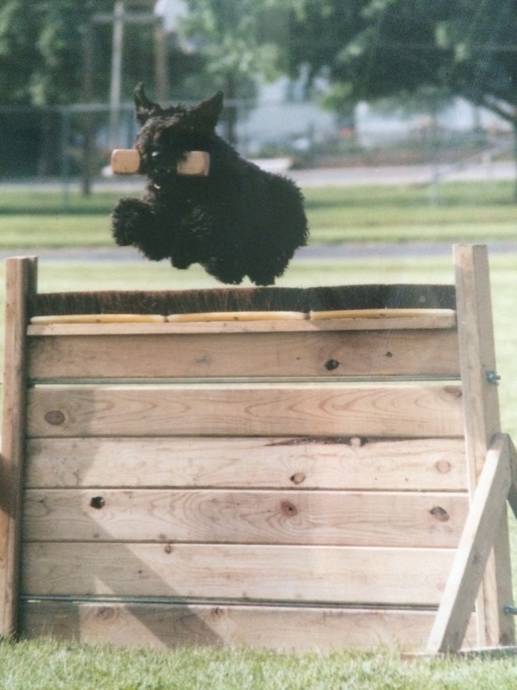 A black cat is jumping over a wooden fence