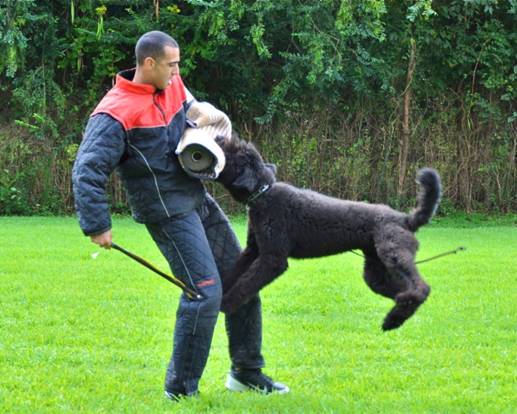 A man is playing with a black dog in a field.