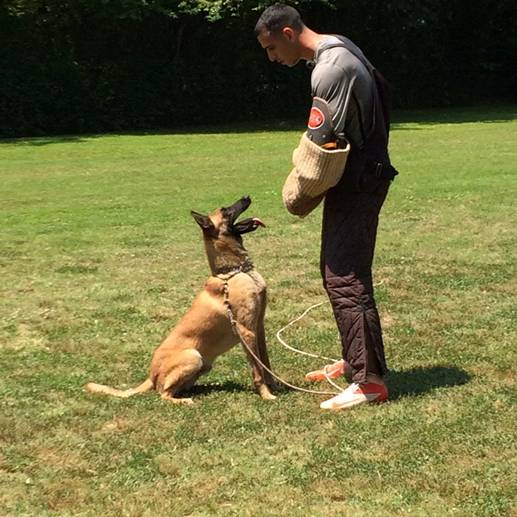 A man is playing with a dog in a grassy field.