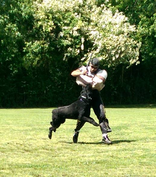 A man is playing with a black dog in a field.