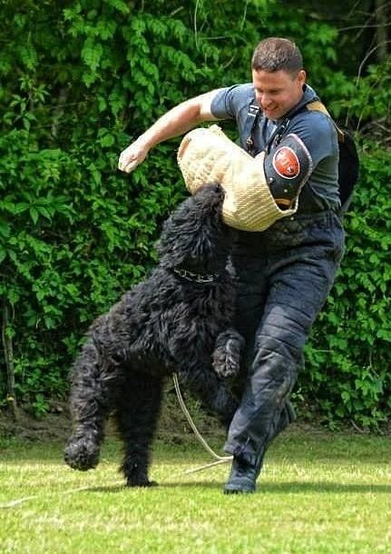 A man is playing with a black dog on a lush green field.
