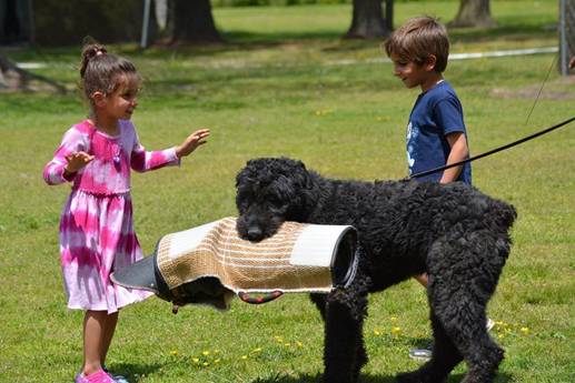 A little girl is playing with a black dog in a park.