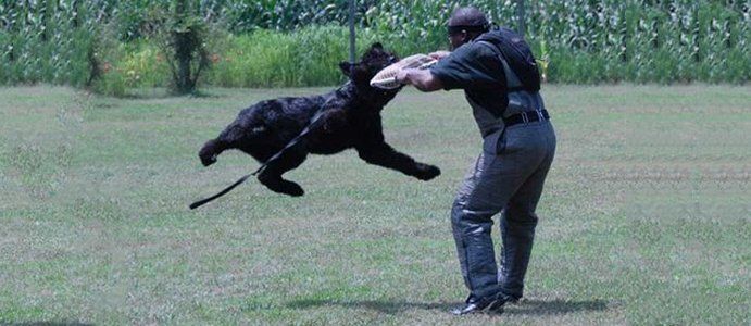 A man is playing with a black dog in a field.