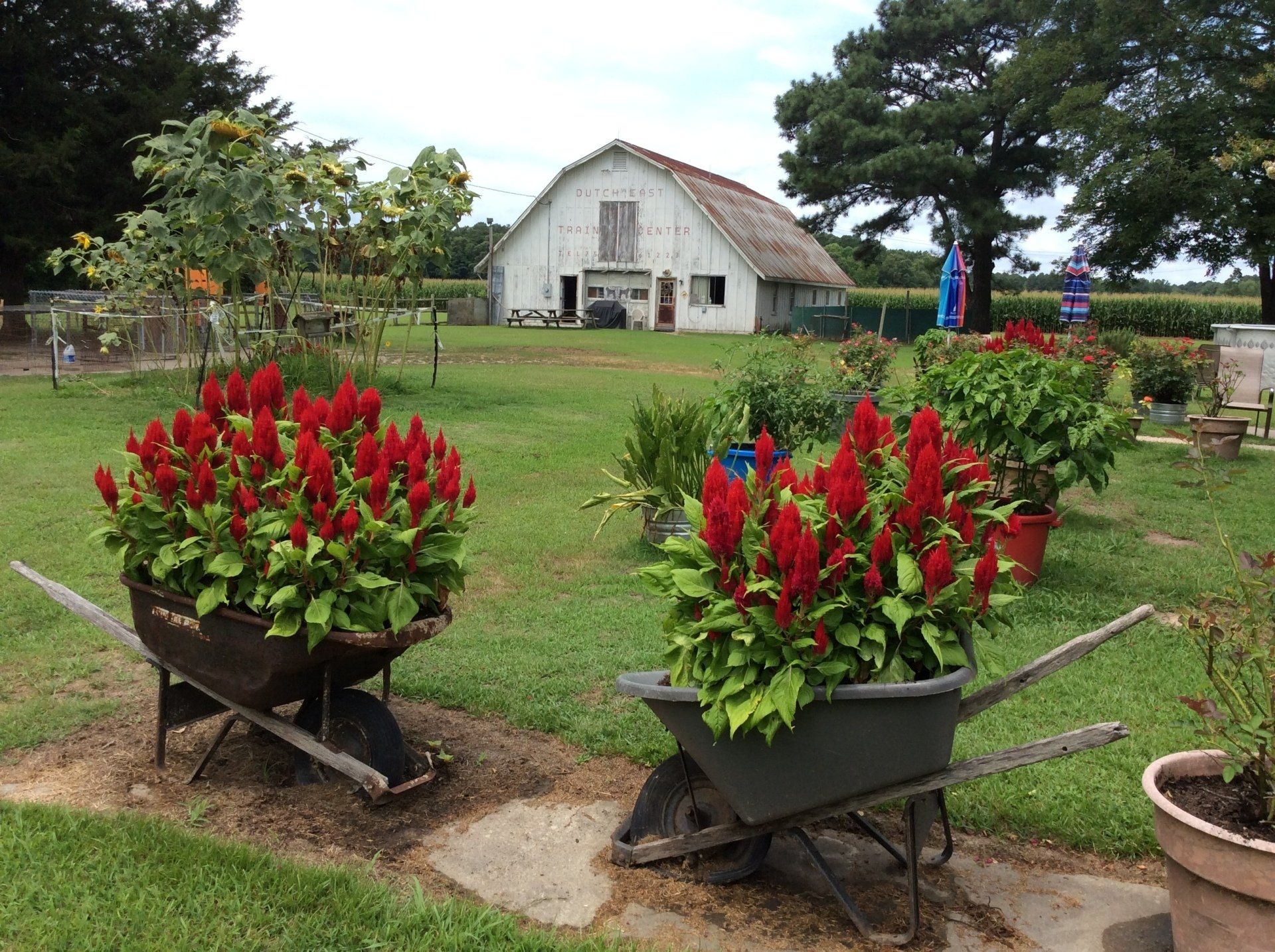 Two wheelbarrows filled with red flowers in front of a white barn