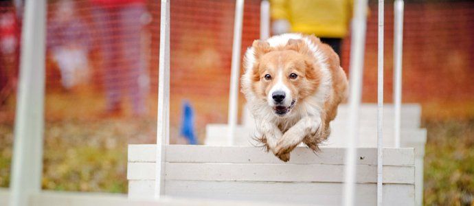 Dog running on obstacle course