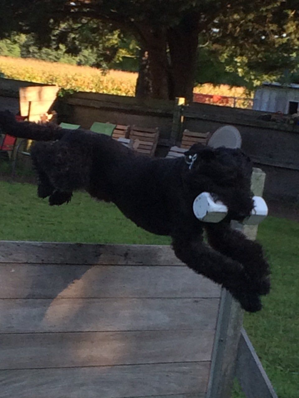 A black dog is jumping over a wooden fence