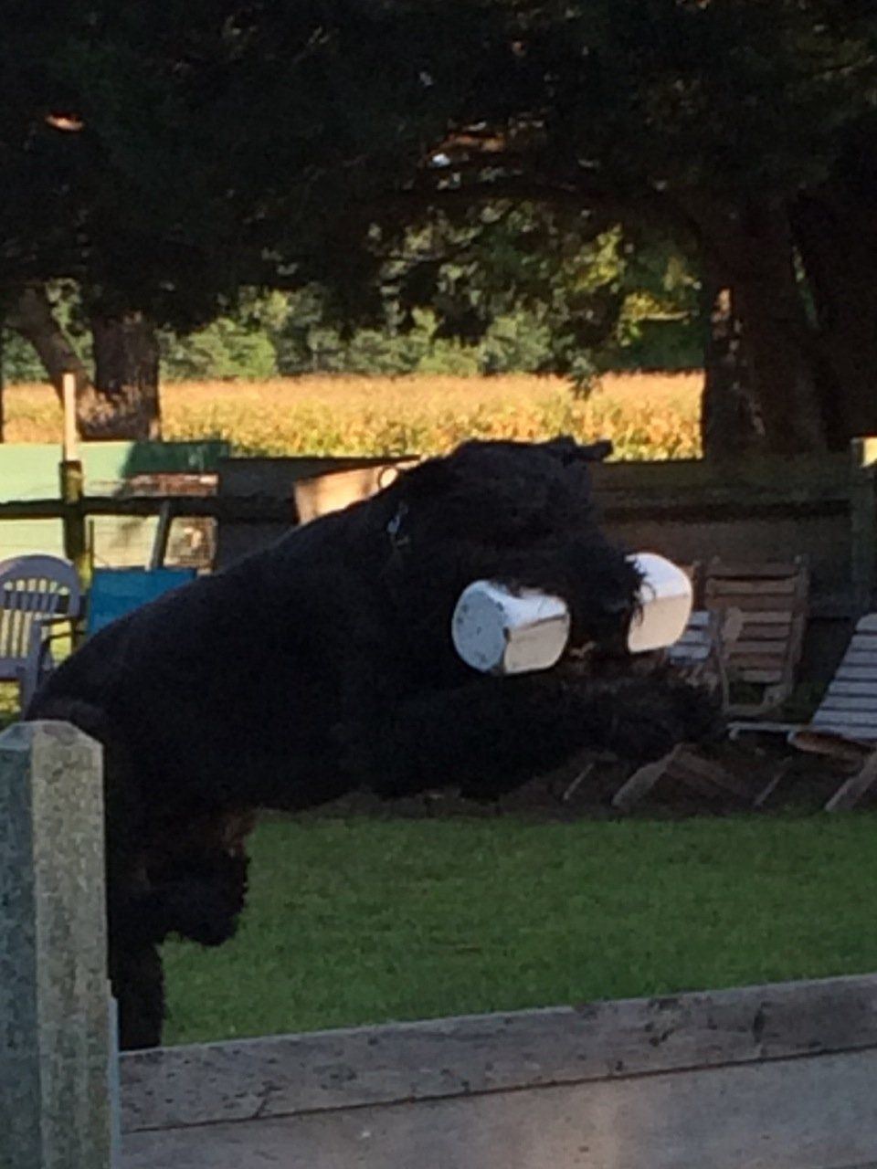 A black bear is holding a white container in its mouth